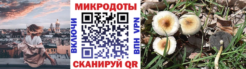 Купить  Орлов  Псилоцибиновые грибы Psilocybine cubensis 